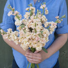 Katz Apricot Katz Apricot Stock