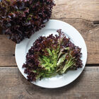 Salanova® Red Tango Salanova® Lettuce