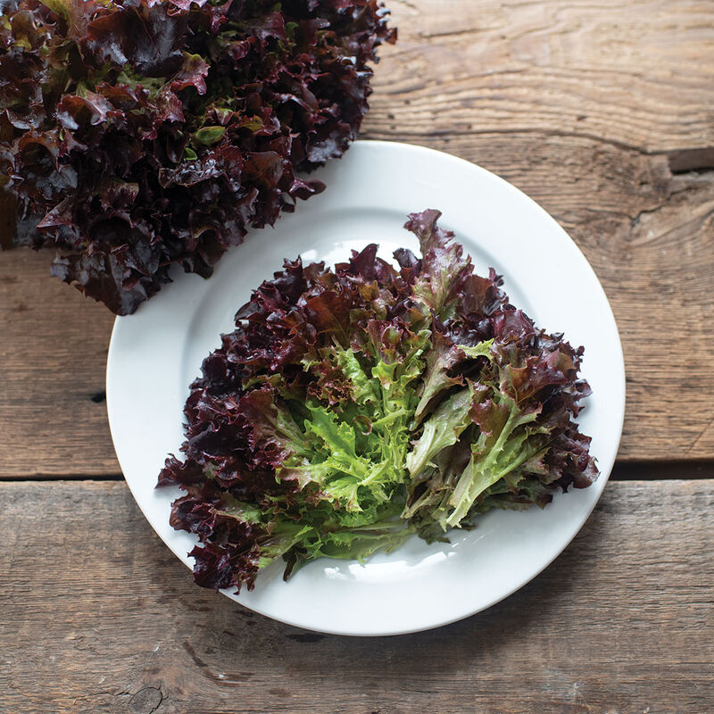 Salanova® Red Tango Salanova® Lettuce