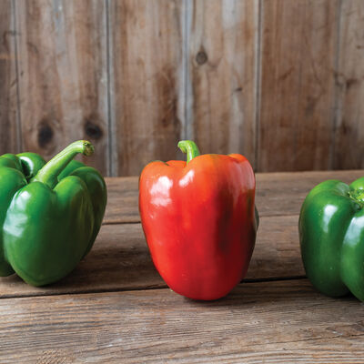Nitro Sweet Bell Peppers
