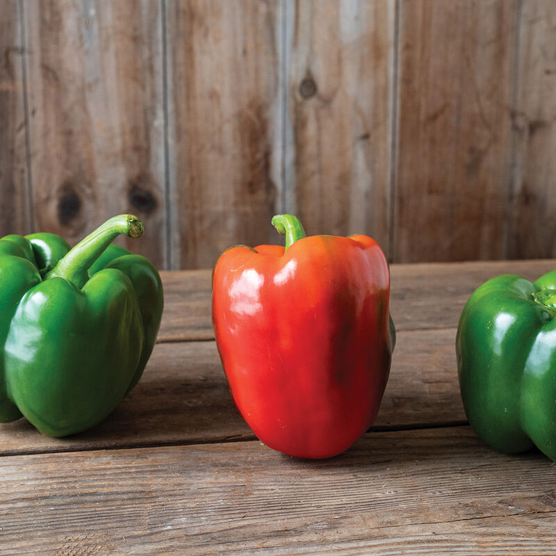 Nitro Sweet Bell Peppers