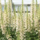 Camelot Cream Digitalis (Foxglove)