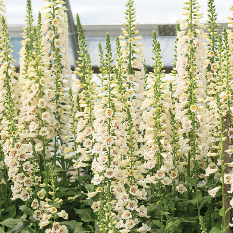 Camelot Cream Digitalis (Foxglove)