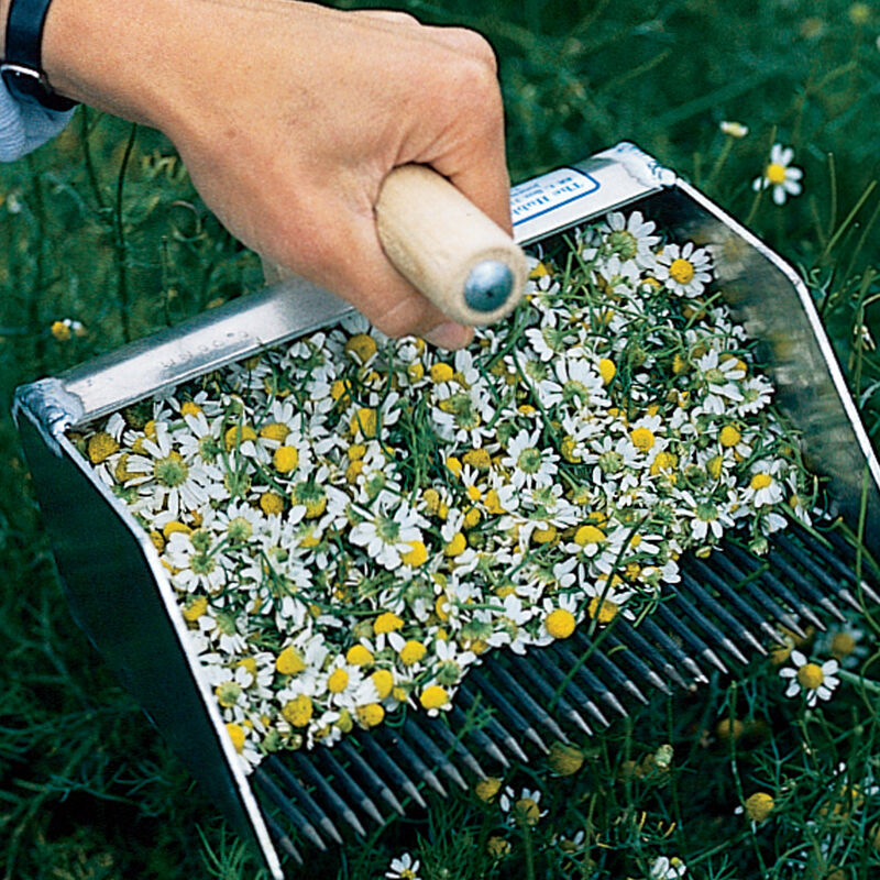 Chamomile Rake Harvesting Tools