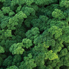 Katinka Leaf Parsley