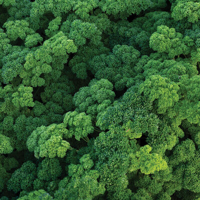 Katinka Leaf Parsley