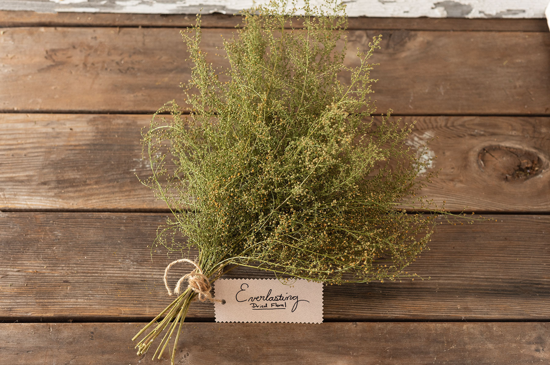 Sweet Annie Artemisia (Sweet Annie)