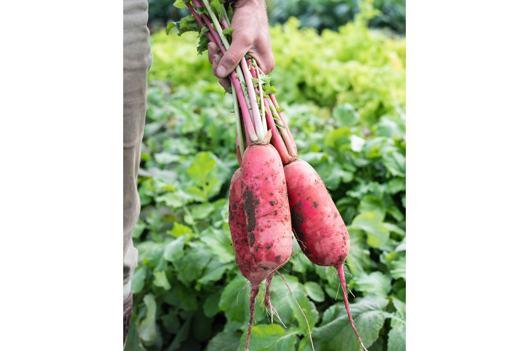Red King 2 - Red Daikon Radish Seeds | Johnny's Selected Seeds