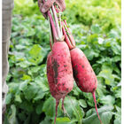 Red King 2 Red King 2 Daikon/Korean Radishes