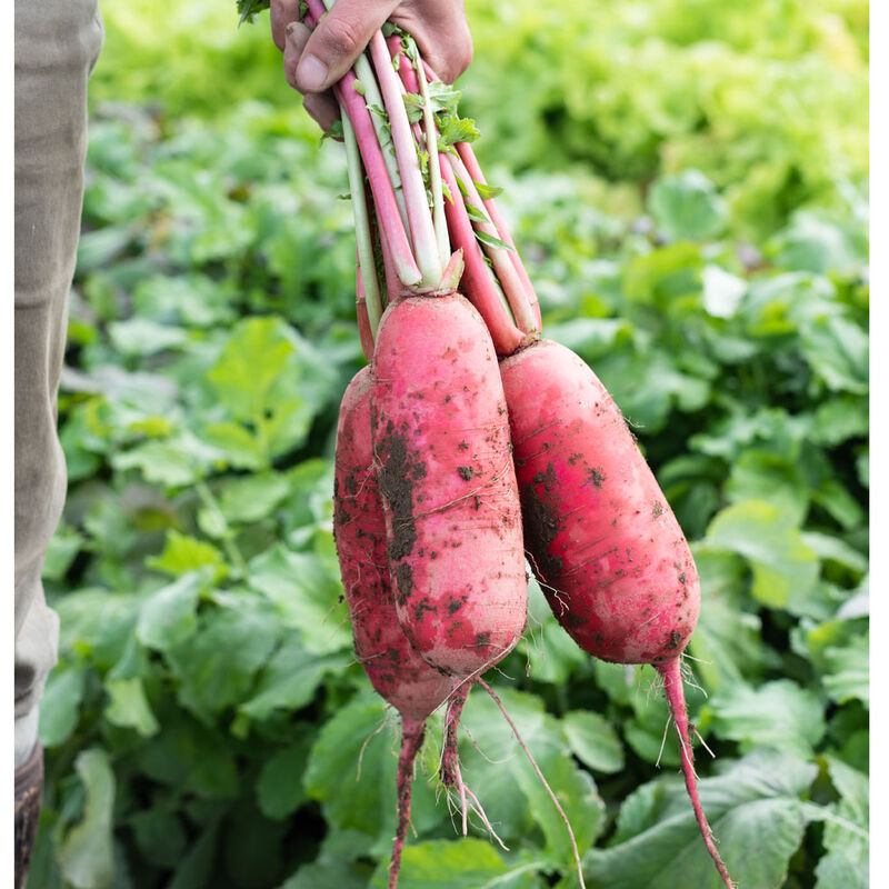 Red King 2 Daikon/Korean Radishes