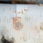 Wine Cap Sawdust Spawn Sawdust Spawn