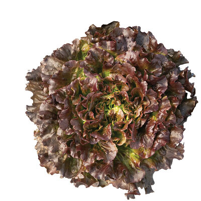 Salanova® Hydroponic Red Batavia Salanova® Lettuce