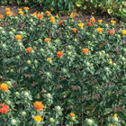 Zanzibar Carthamus (Safflower)