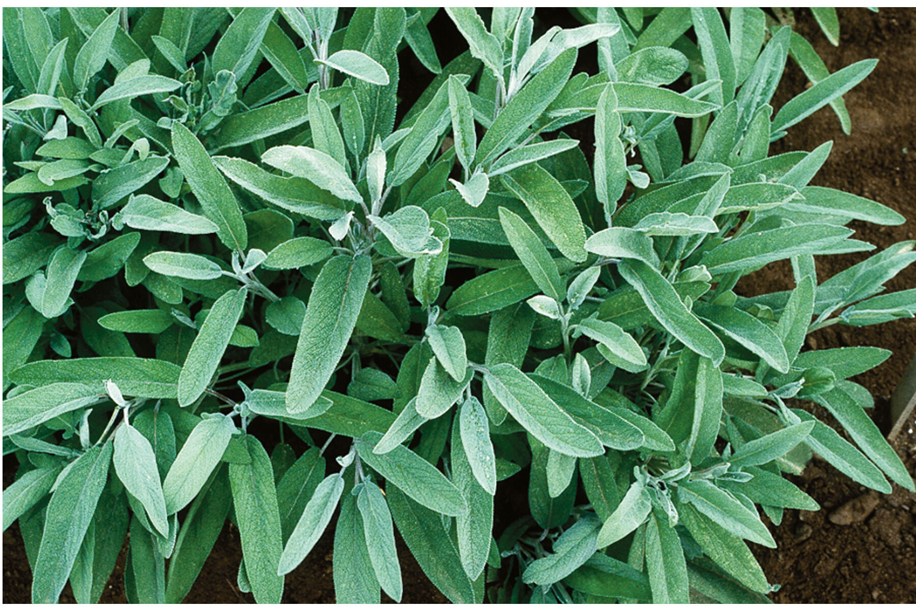 Common Sage Sage