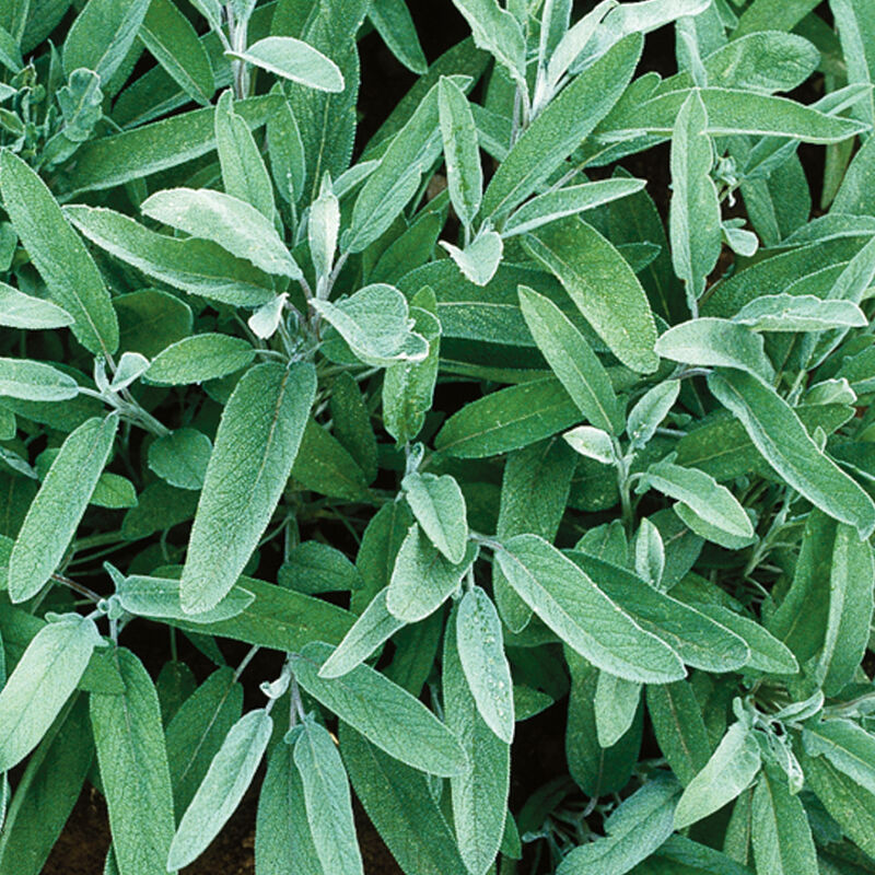 Common Sage Sage