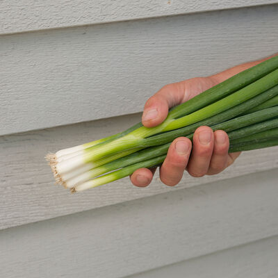 Nabechan Bunching Onions