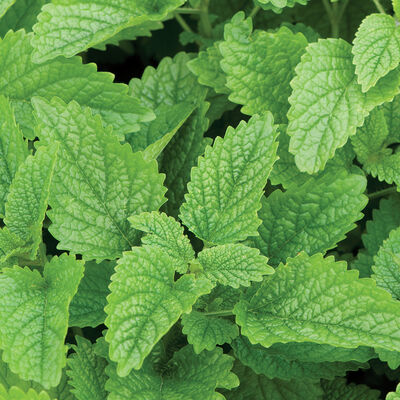 Lemon Balm Lemon Balm