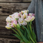 Finola Tulips