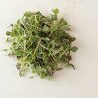 Kale, KX-1 Microgreen Vegetables