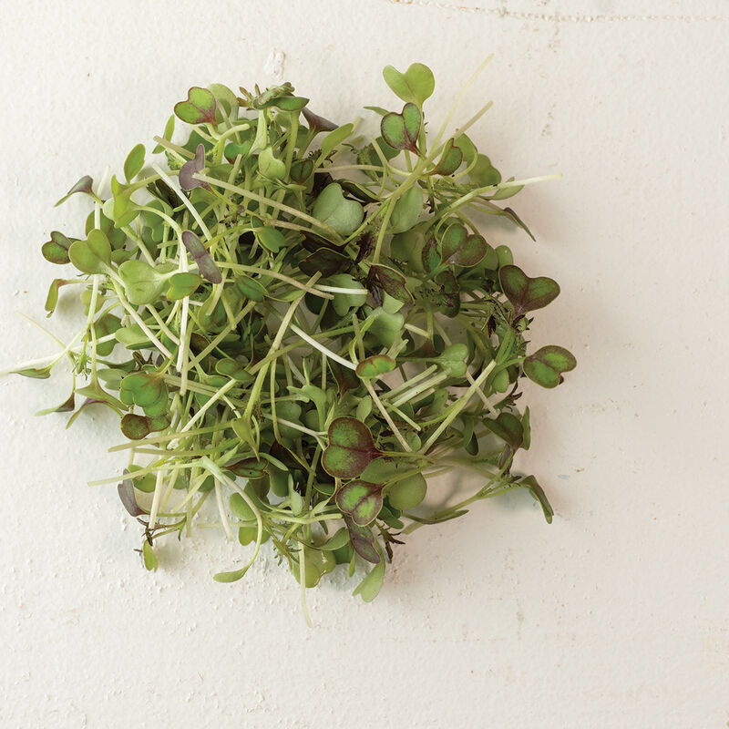 Kale, KX-1 Microgreen Vegetables