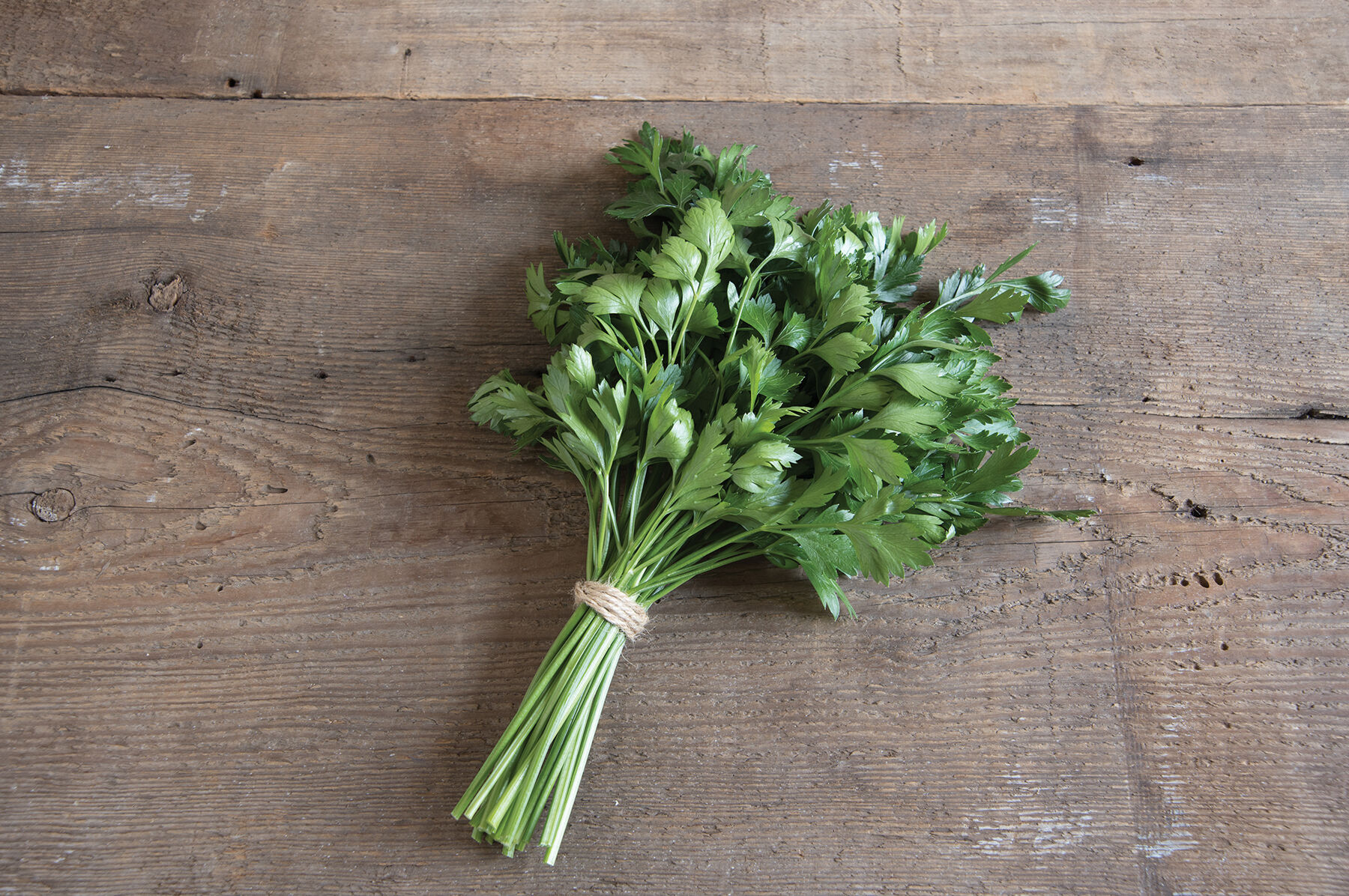 パセリ1 Giant of Italy - Parsley Seed | Johnny's Selected Seeds