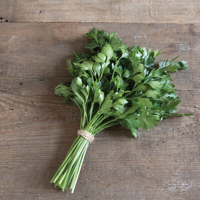 Giant of Italy Leaf Parsley