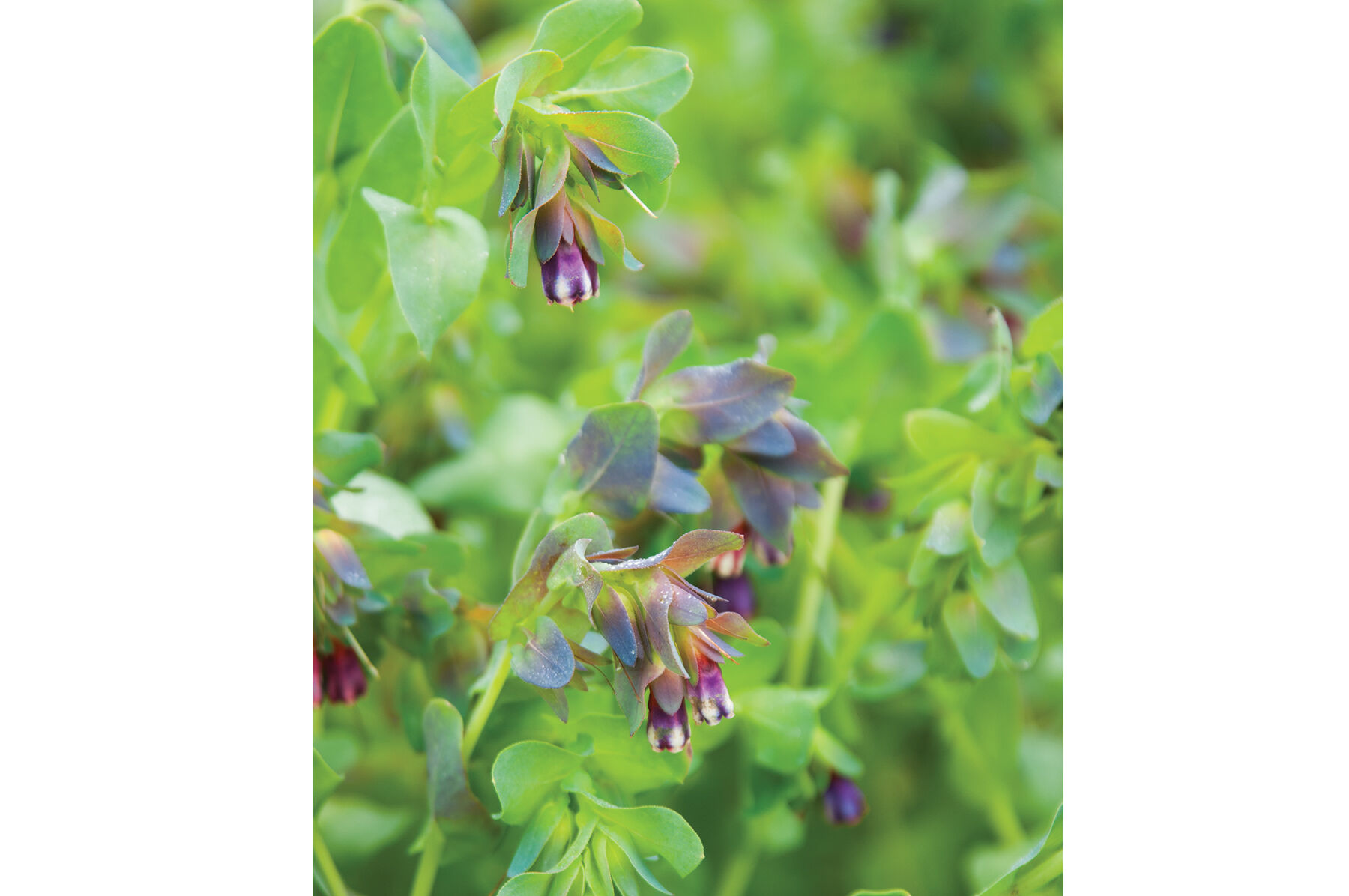 Kiwi Blue Cerinthe