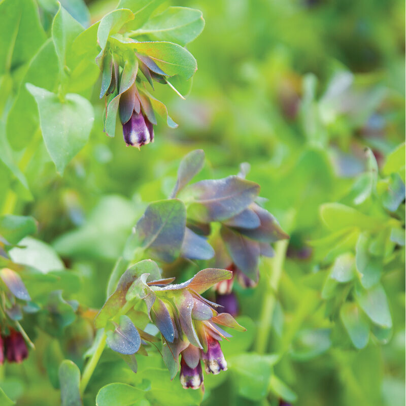 Kiwi Blue Cerinthe