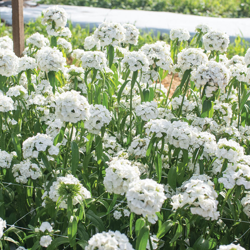 Sweet™ White Dianthus (Sweet William)