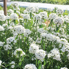 Sweet™ White Dianthus (Sweet William)