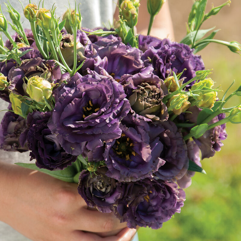 Rosanne Black Pearl Rosanne Black Pearl Lisianthus