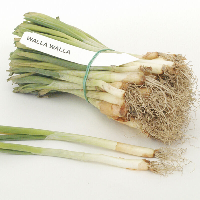 Walla Walla Walla Walla Onion Plants & Sets