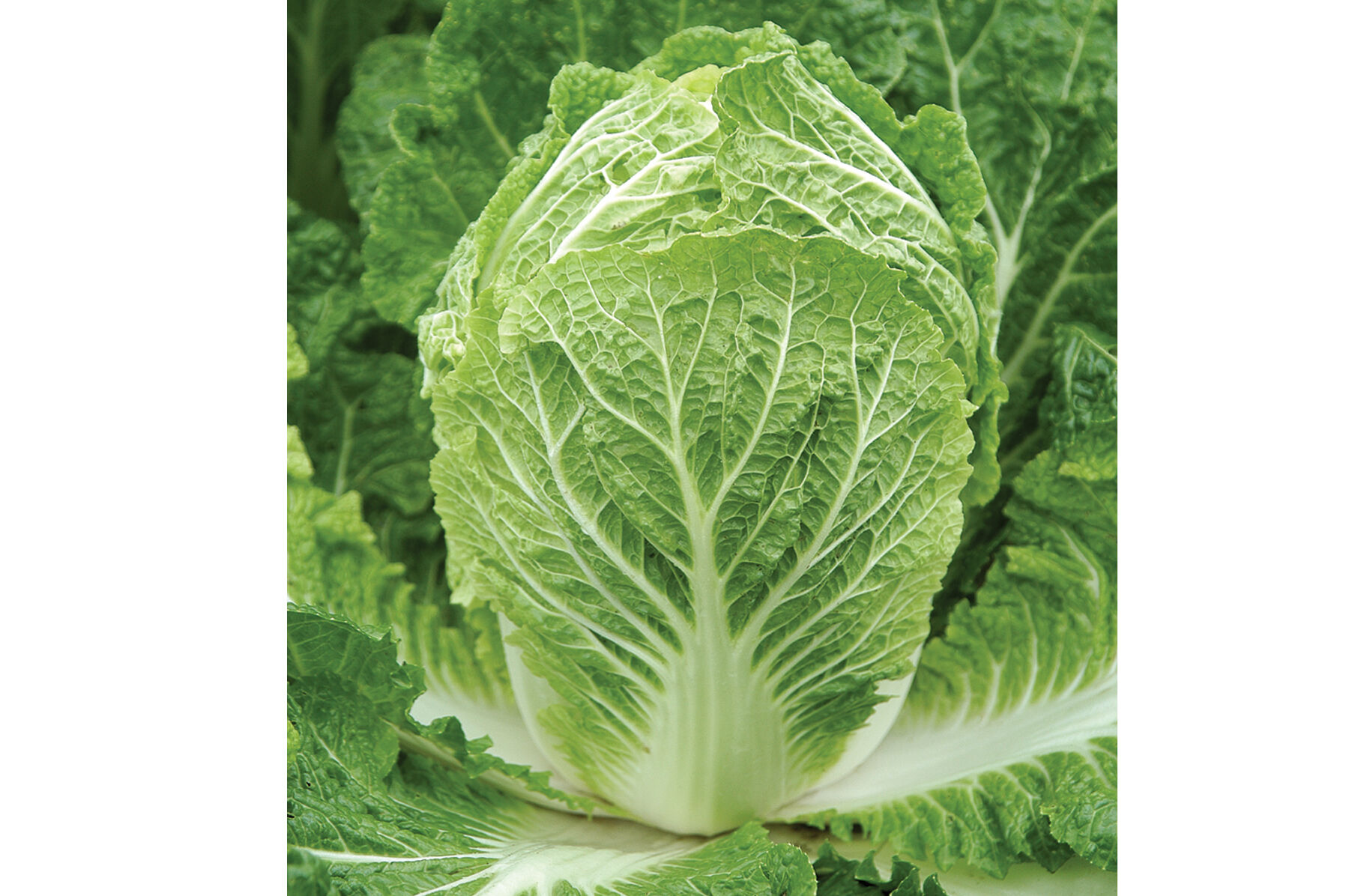 Bilko Chinese Cabbage
