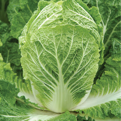 Bilko Bilko Chinese Cabbage