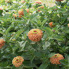 Queeny Lime Orange Zinnias