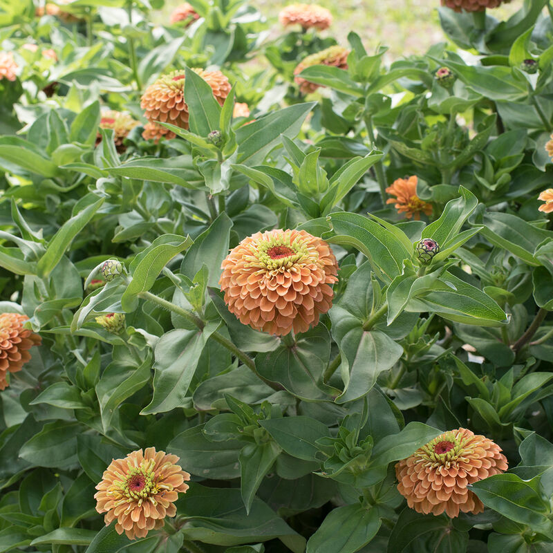 Queeny Lime Orange Zinnias