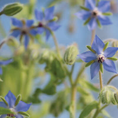 Borage Borage