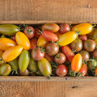Artisan Tomato™ Collection Specialty Tomatoes