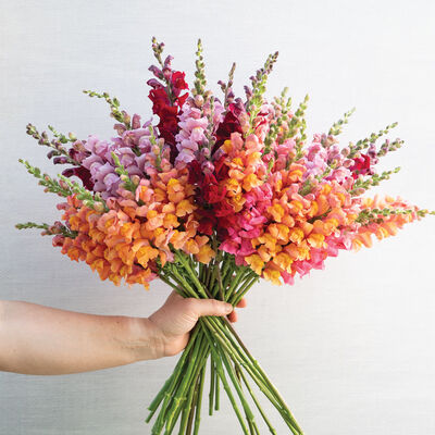 Cannes Mix II–III Moderate/Warm Season (Groups 2–3)