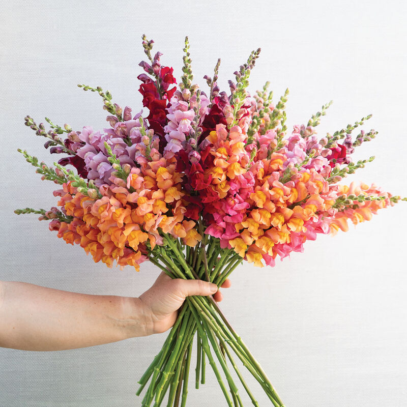 Cannes Mix II–III Moderate/Warm Season (Groups 2–3)