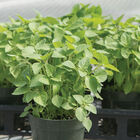 Kapoor Tulsi (Holy Basil) Holy Basil