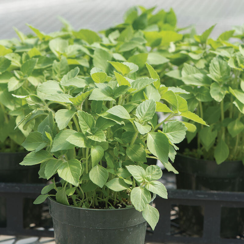 Kapoor Tulsi (Holy Basil) Holy Basil