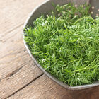 Confetti Cilantro (Coriander)