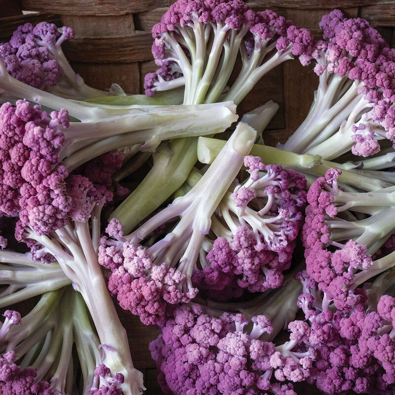Murasaki Fioretto 70 Sprouting Cauliflower