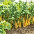 Heart of Gold Swiss Chard
