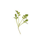 Cress, Cressida Microgreen Vegetables