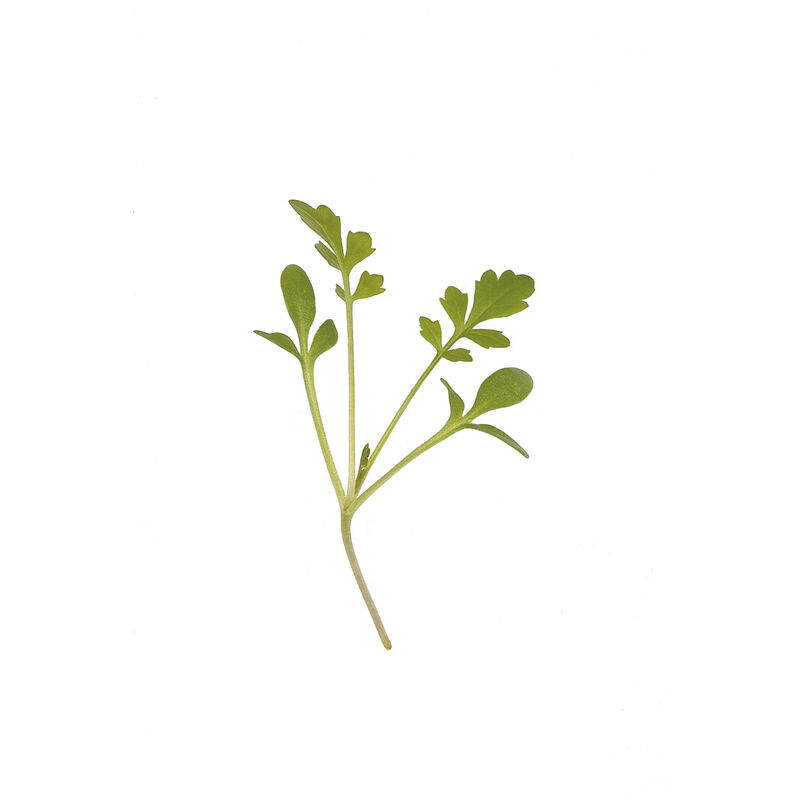 Cress, Greek (Organic) - Adaptive Seeds