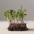 Mild Micro Mix Microgreen Mixes