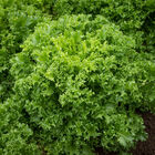 Curlesi Endive