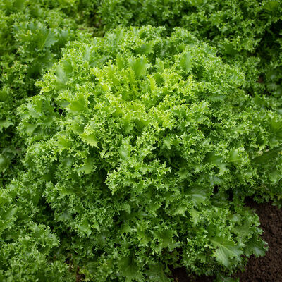 Curlesi Endive